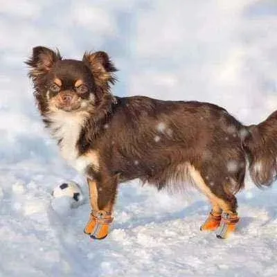 Reflective Winter Dog Boots for Stylish & Safe Pups